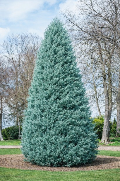 Кипарис аризонський Глаука|Cupressus arizonica Glauca|Кипарис аризонский Глаука 